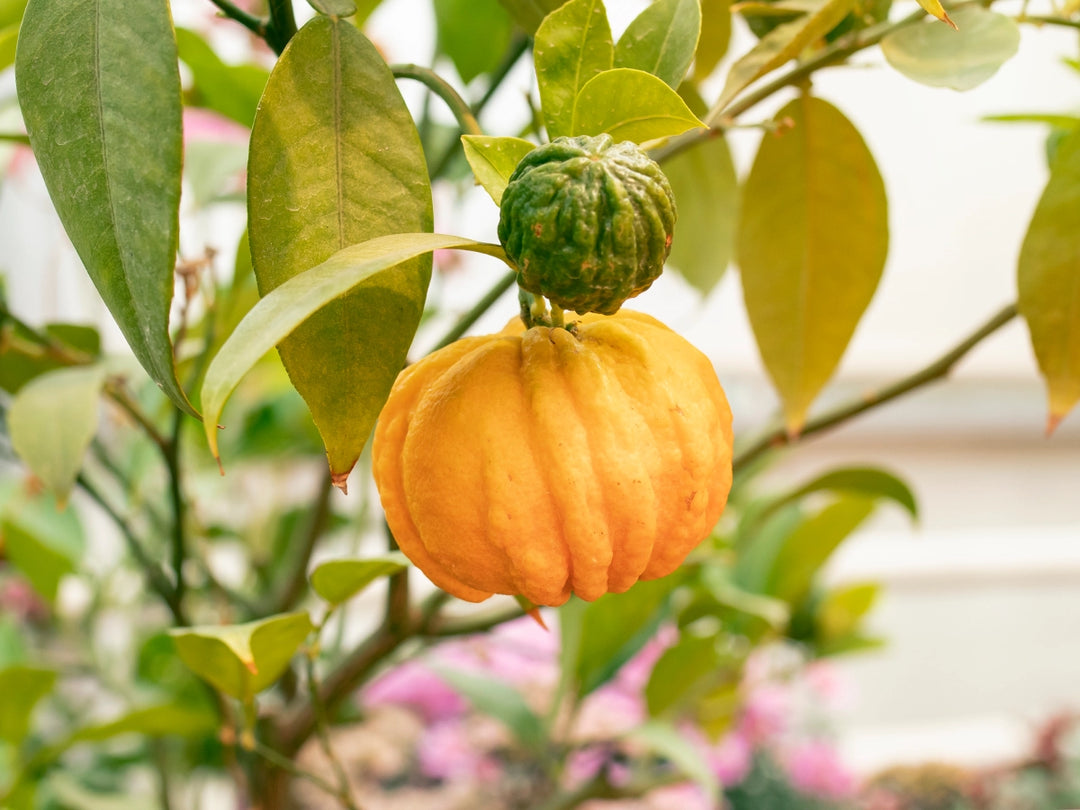 qualità integratori alimentari naturali