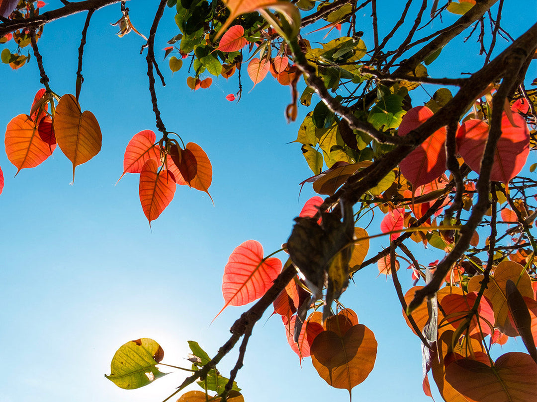 Integratori Autunno